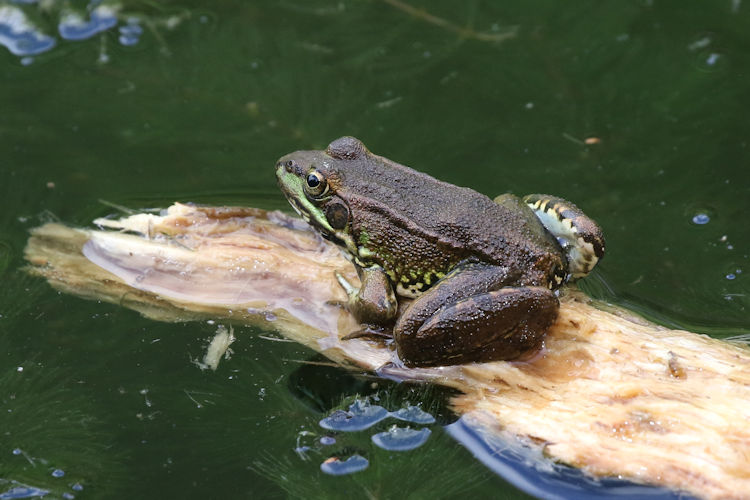 Pelophylax perezi: Bild 1