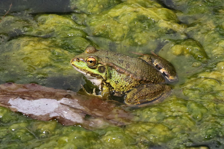 Pelophylax perezi: Bild 2