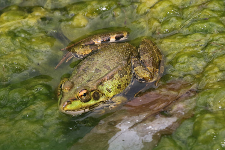 Pelophylax perezi: Bild 3