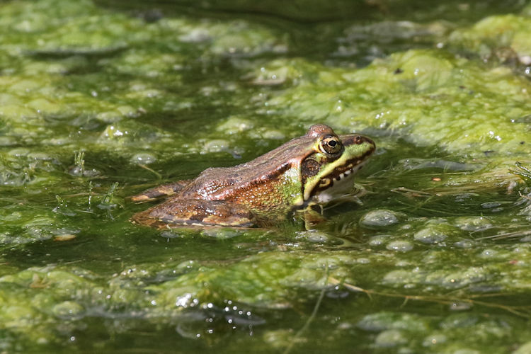 Pelophylax perezi: Bild 4