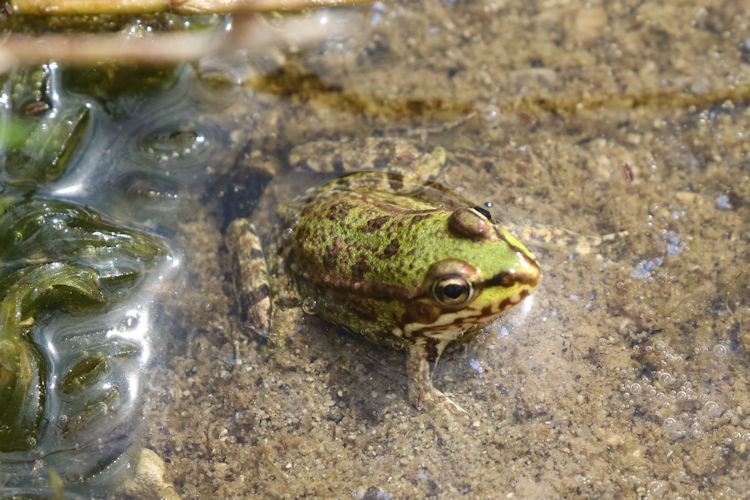 Pelophylax perezi: Bild 6