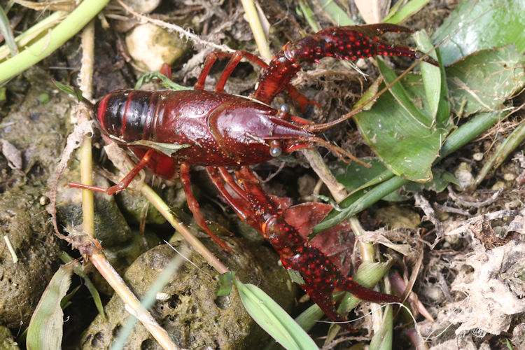 Procambarus clarkii: Bild 2