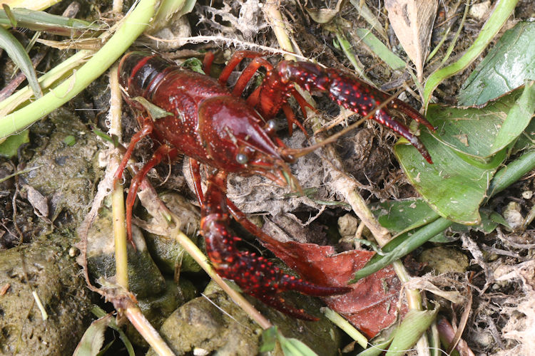 Procambarus clarkii: Bild 3