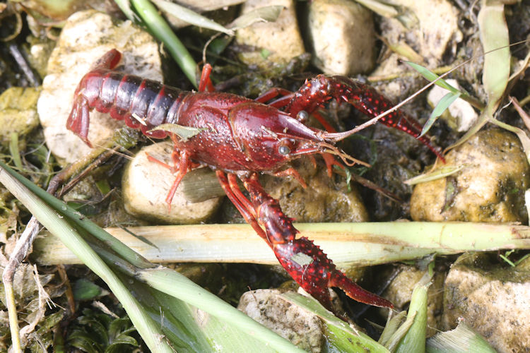 Procambarus clarkii: Bild 4