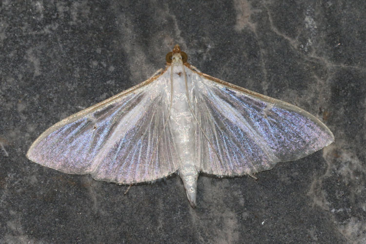 Palpita vitrealis: Bild 2