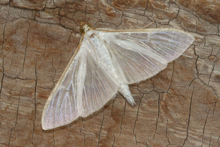 Palpita vitrealis: Bild 1