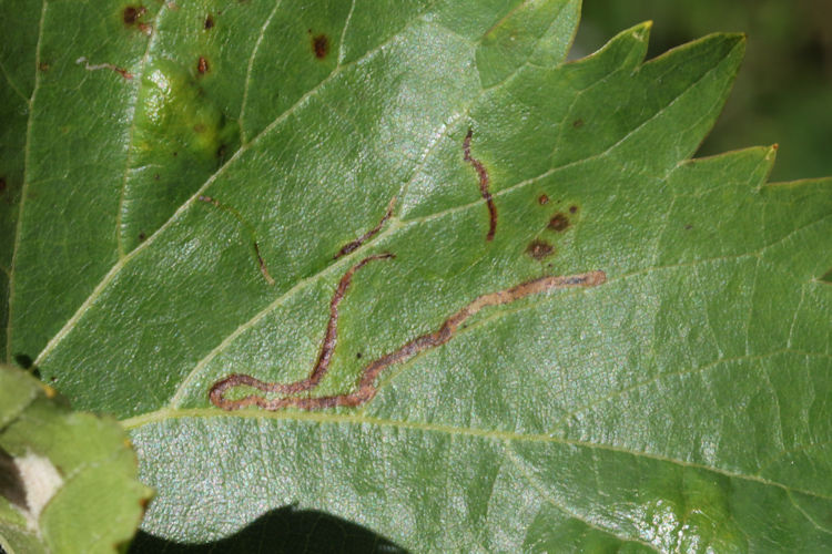 Phyllocnistis vitegenella: Bild 4