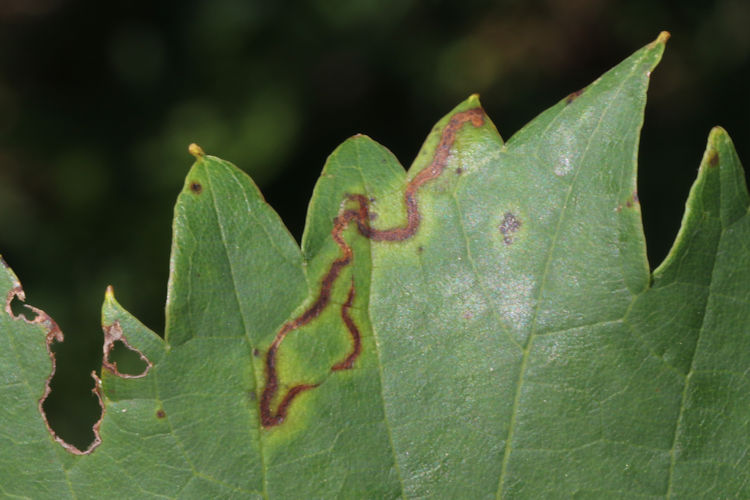 Phyllocnistis vitegenella: Bild 5