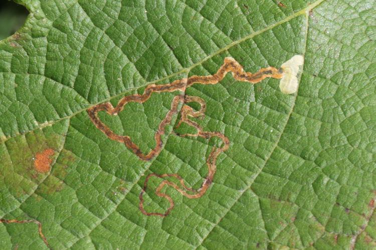 Phyllocnistis vitegenella: Bild 1