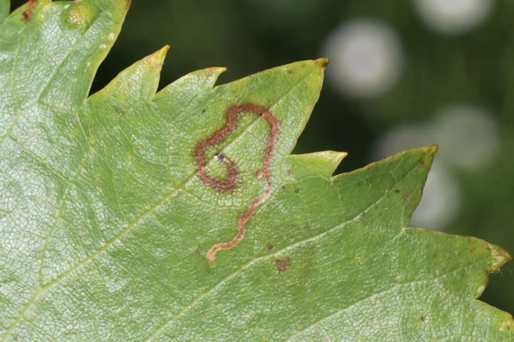 Phyllocnistis vitegenella: Bild 2