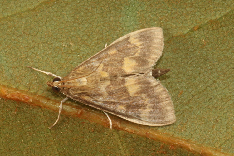 Ostrinia nubilalis: Bild 3