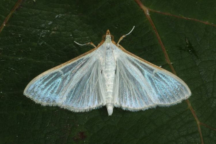 Palpita vitrealis: Bild 10