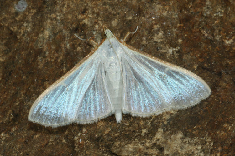 Palpita vitrealis: Bild 9