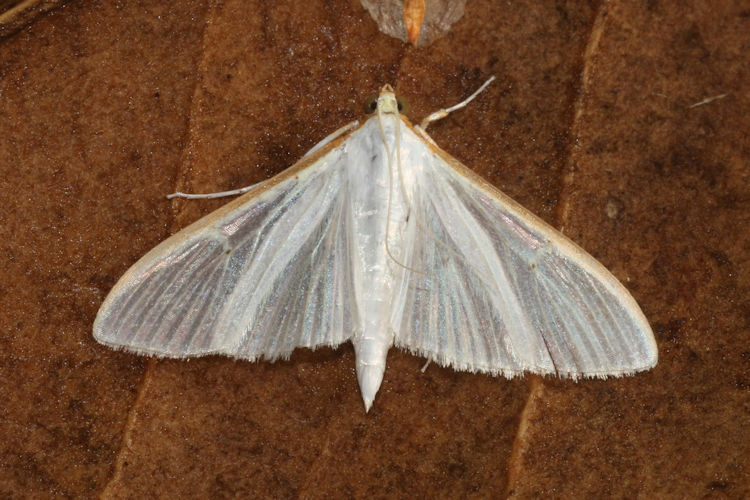 Palpita vitrealis: Bild 8