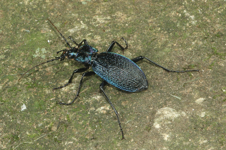 Carabus intricatus: Bild 1