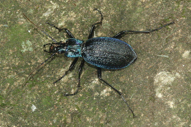 Carabus intricatus: Bild 3