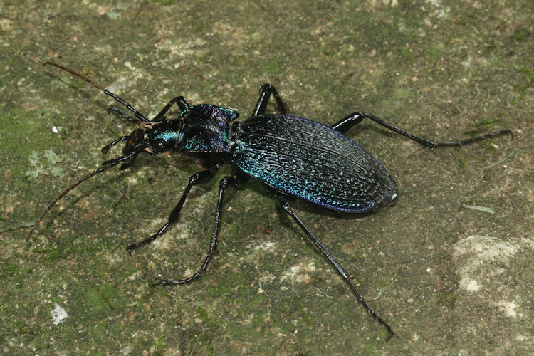 Carabus intricatus: Bild 2