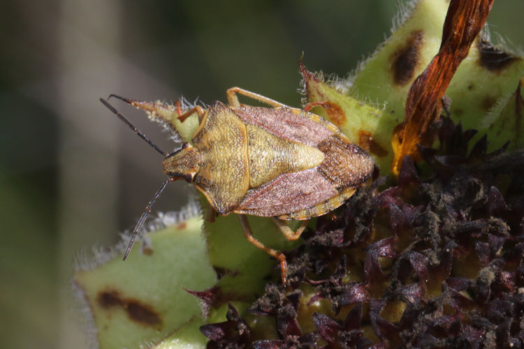 Carpocoris purpureipennis: Bild 1