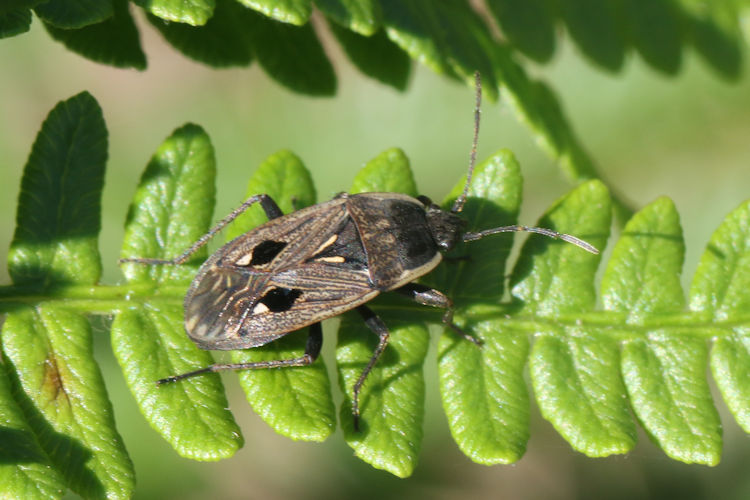 Graptopeltus lynceus: Bild 2