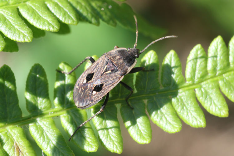 Graptopeltus lynceus: Bild 1