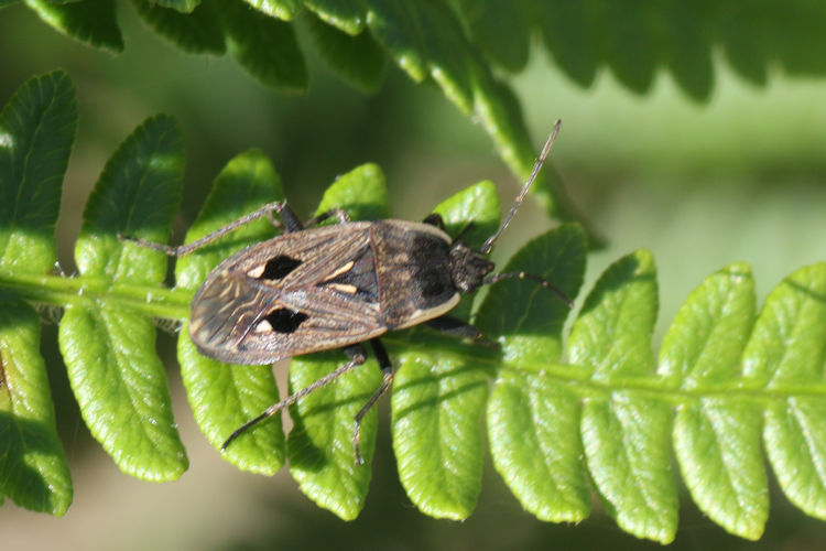 Graptopeltus lynceus: Bild 3