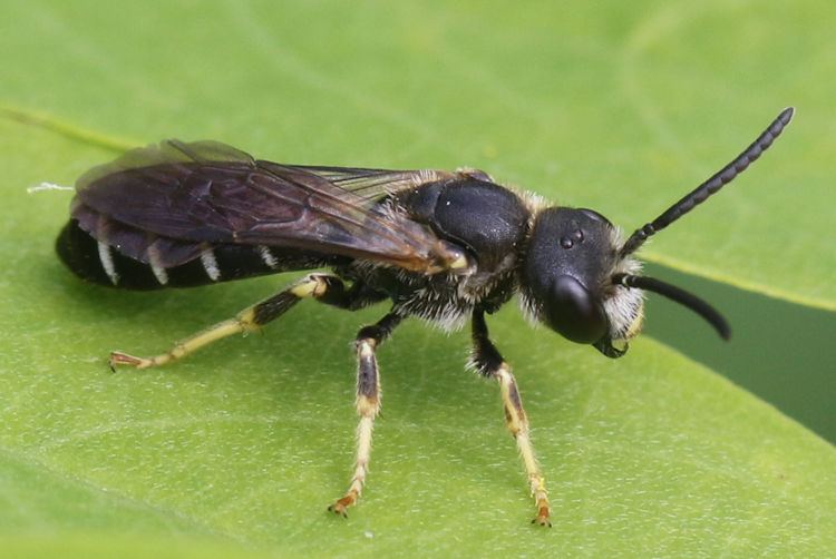 Halictus sp.: Bild 1