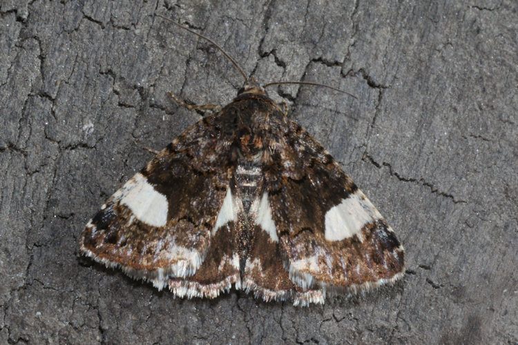 Tyta luctuosa: Bild 1