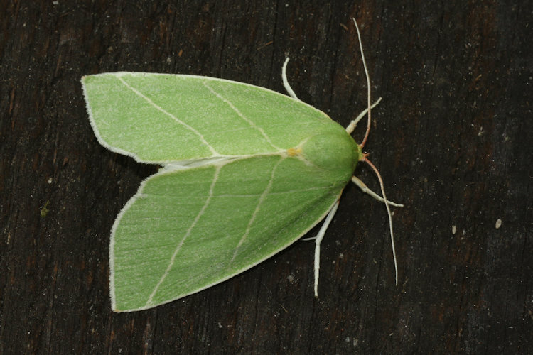 Bena bicolorana: Bild 1