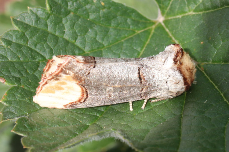 Phalera bucephala: Bild 9