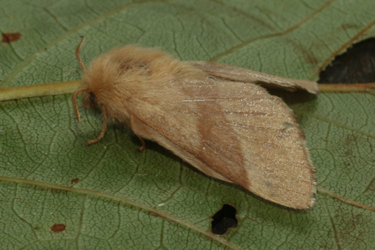 Malacosoma neustria: Bild 16