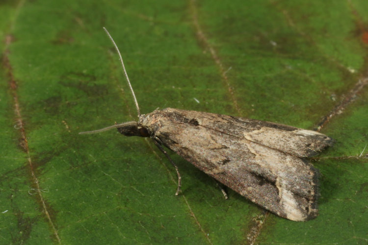 Schrankia costaestrigalis: Bild 2