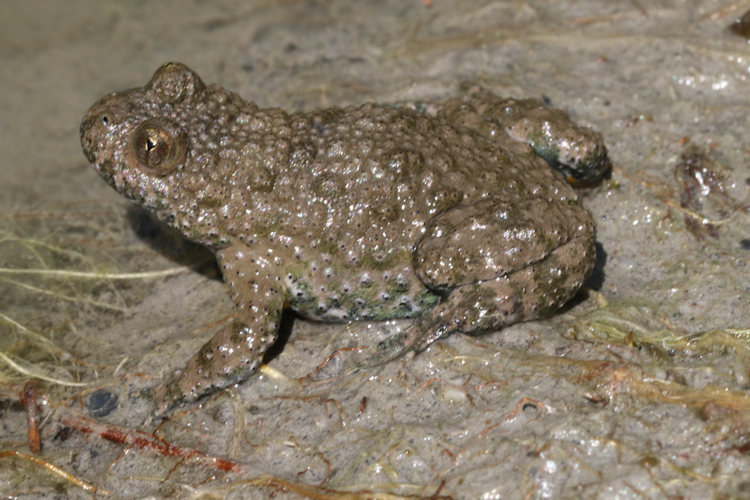Bombina variegata: Bild 1