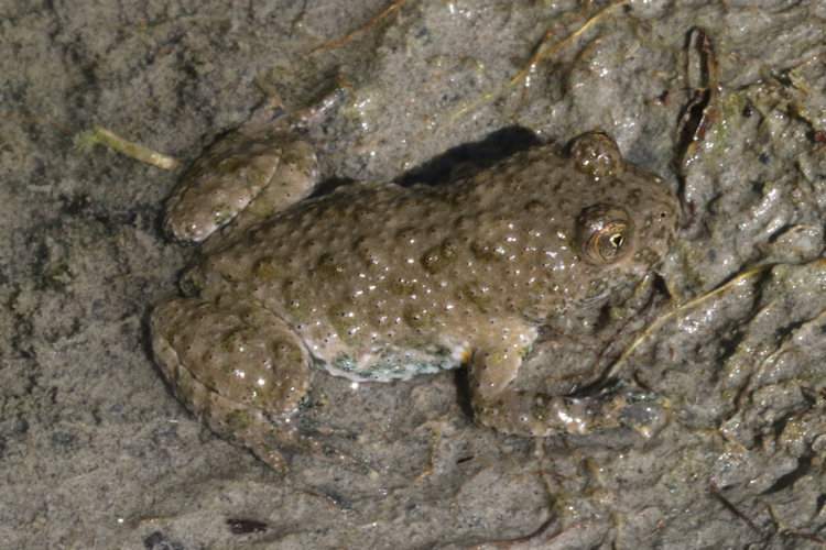 Bombina variegata: Bild 2