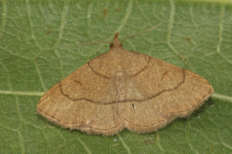 Paracolax tristalis: Bild 3