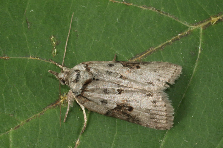 Nycteola columbana: Bild 6