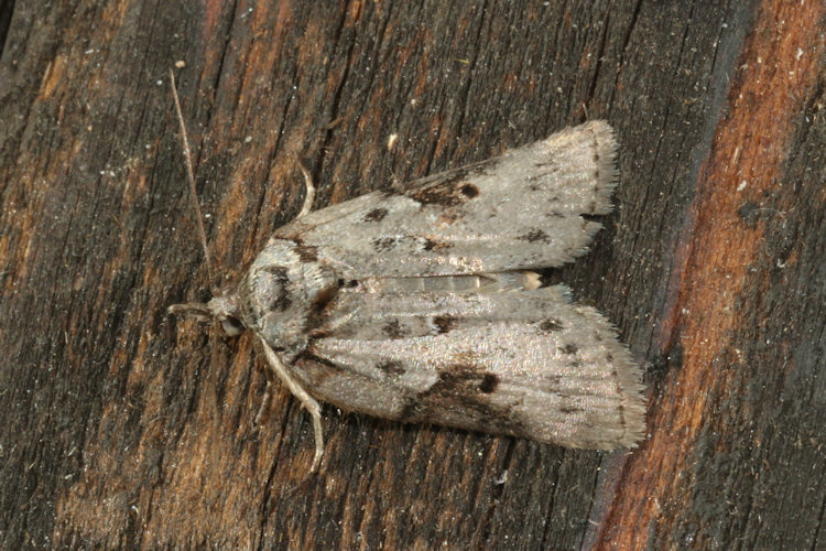 Nycteola columbana: Bild 7