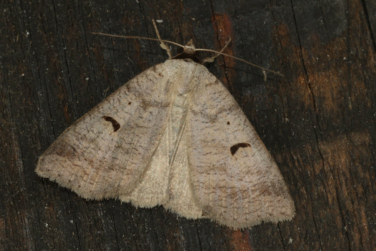 Lygephila pastinum: Bild 2