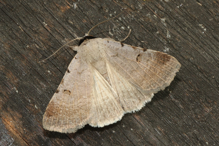 Lygephila craccae: Bild 18