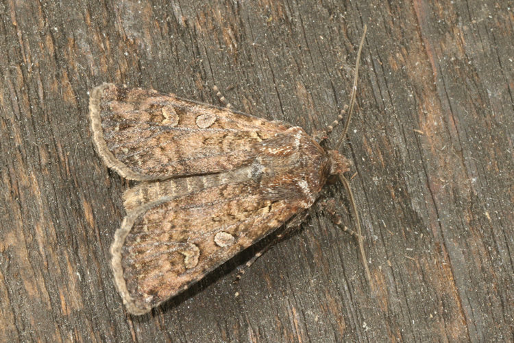 Euxoa eruta - tritici - nigrofusca - Komplex: Bild 5