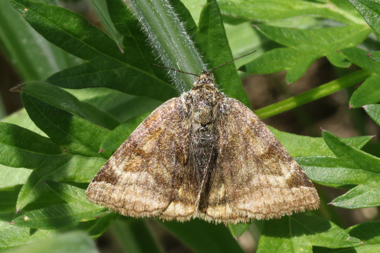 Euclidia glyphica: Bild 11