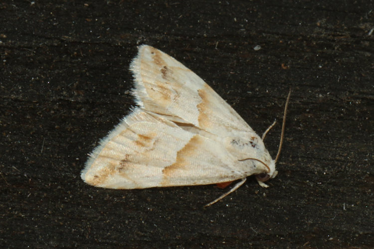 Eublemma parva: Bild 13