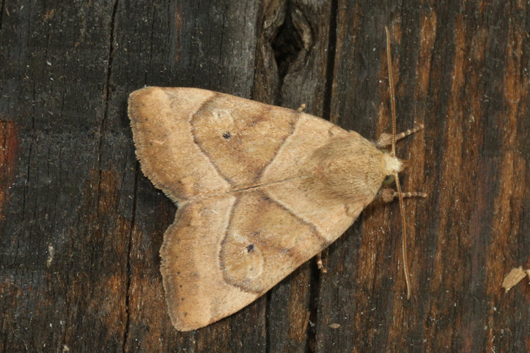 Cosmia trapezina: Bild 17