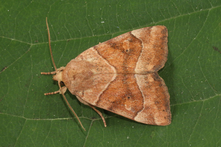 Cosmia trapezina: Bild 18