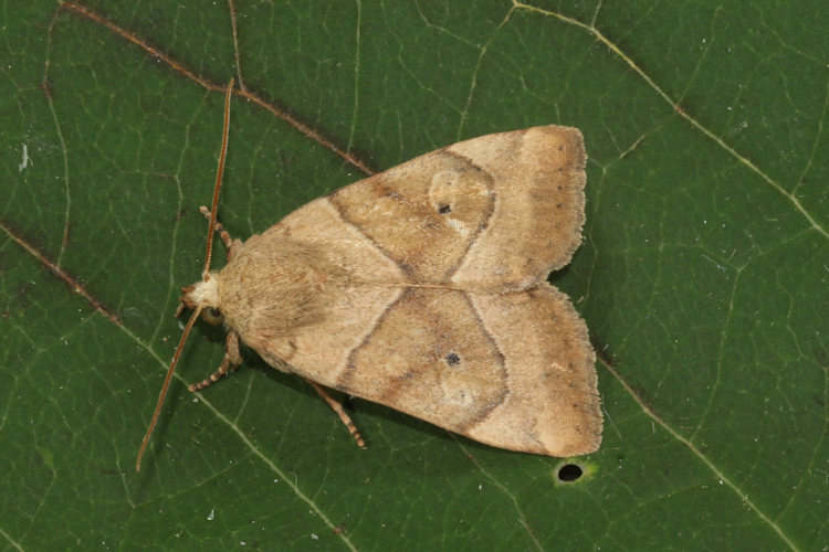 Cosmia trapezina: Bild 19