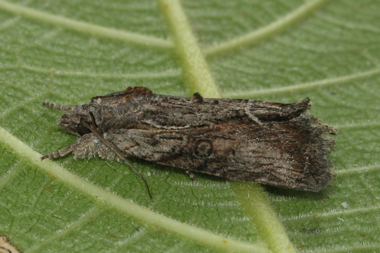 Bryophila raptricula: Bild 13