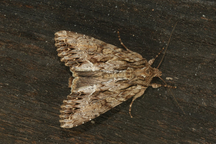 Apamea monoglypha: Bild 23