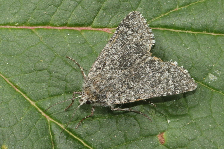 Acronicta euphorbiae: Bild 17