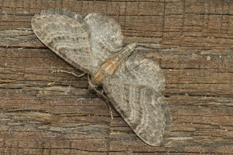 Eupithecia haworthiata: Bild 12