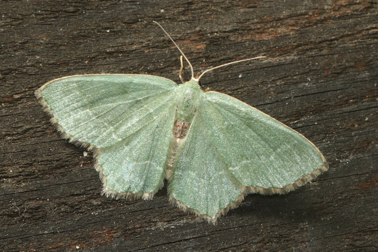 Hemithea aestivaria: Bild 9