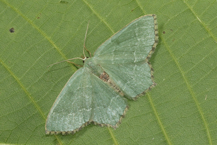 Hemithea aestivaria: Bild 10